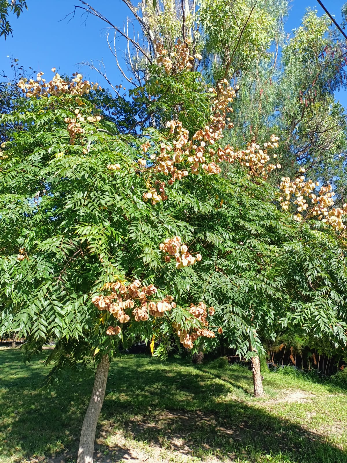 IMG-20221014-WA0033